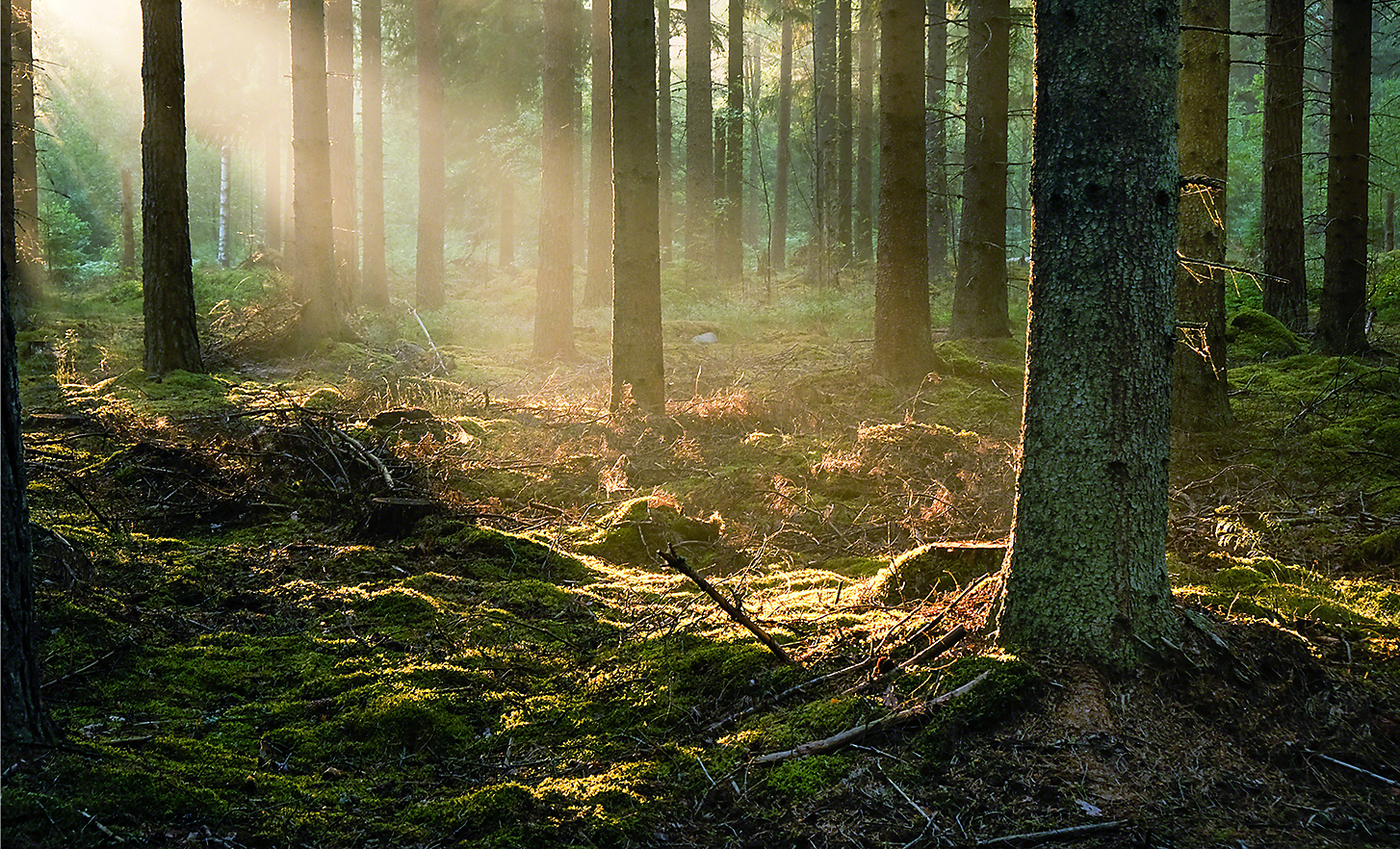 Een boslandschap met helder zonlicht dat door de bomen schijnt