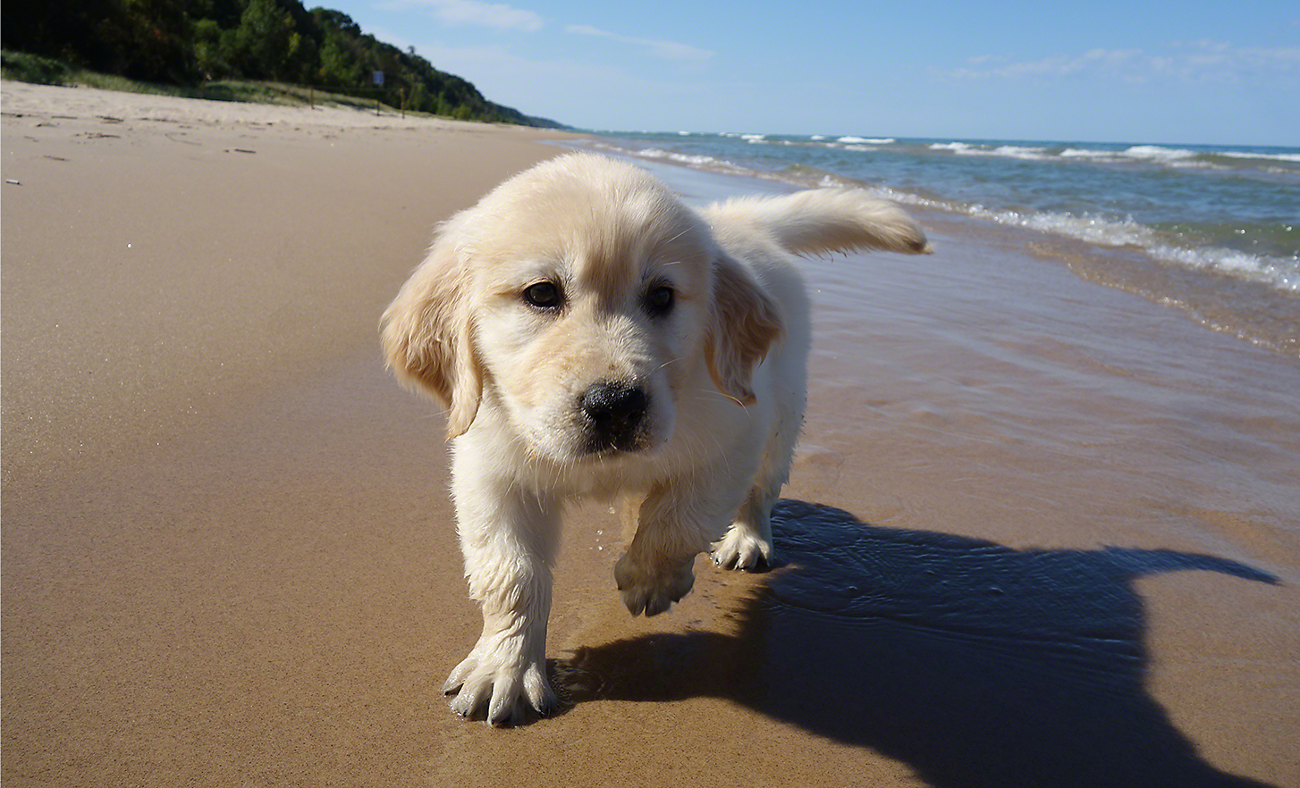 Een puppy op een zandstrand