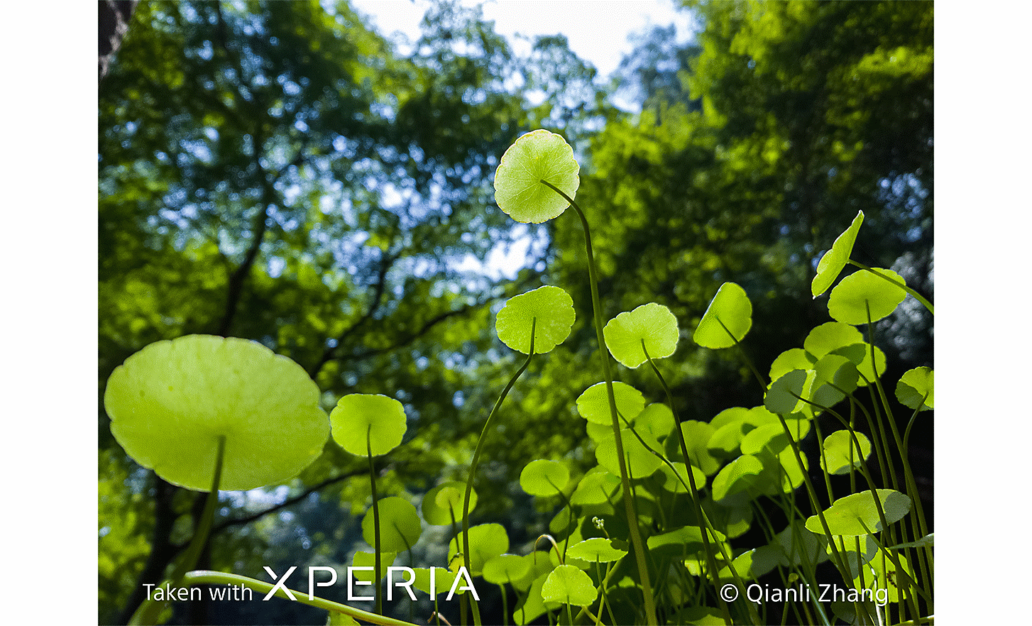 Close-up on delicate foliage in the foreground with leafy trees in the background. Text reads "Taken with XPERIA ©Qianli Zhang".