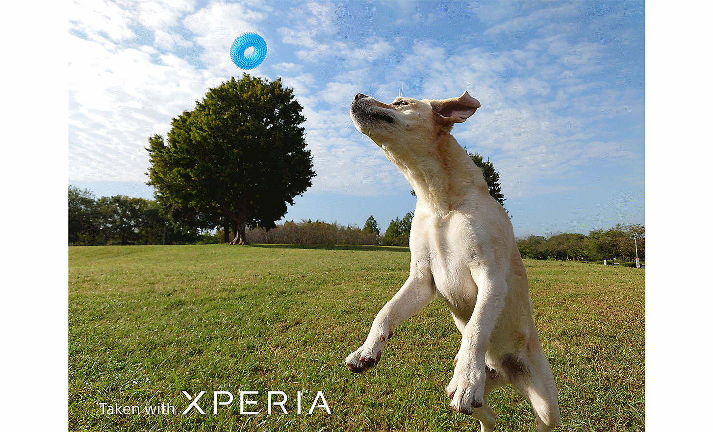 Action shot of a dog in a field, leaping to catch a blue toy. Text reads "Taken with XPERIA".