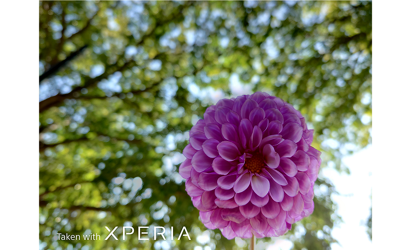 Close-up of a pink flower against a backdrop of leafy trees. Text reads "Taken with XPERIA".