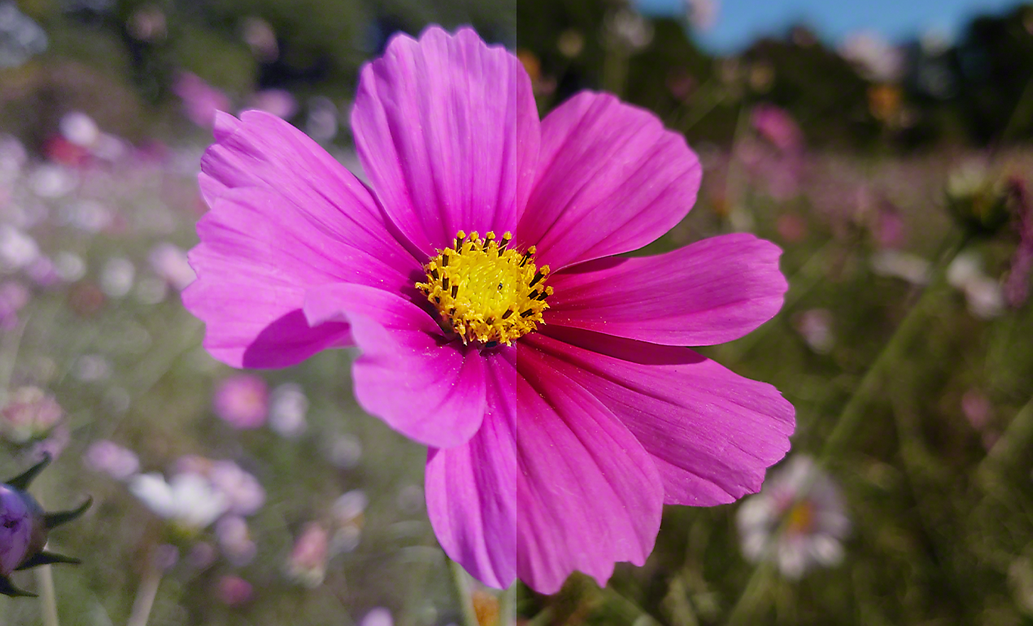 Bild på delad skärm av en ljusrosa blomma som visar hur färg kan korrigeras