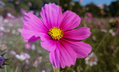 鮮粉紅色花朵的分割畫面影像，展示著校正顏色的方法