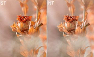 Image of an orange flower displayed for comparison, with the left in ST mode and the right in NT mode