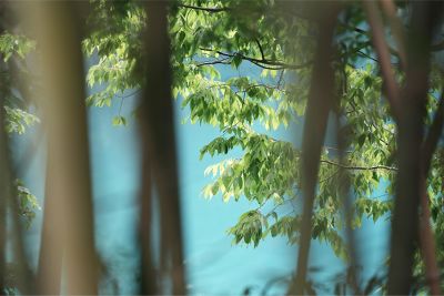 Image of trees in the foreground with bokeh, while the leaves in the background are in focus in NT (Neutral) mode.