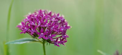 Excellent close-up performance