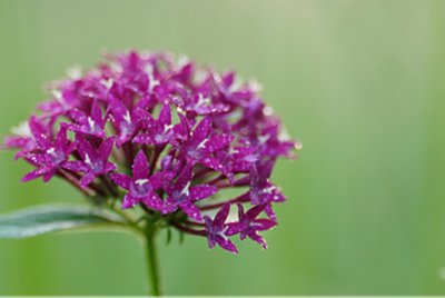 Immagine di un fiore in primo piano