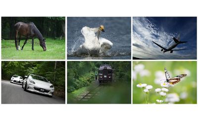 Images of horse, airplane, bird, car, train and butterfly