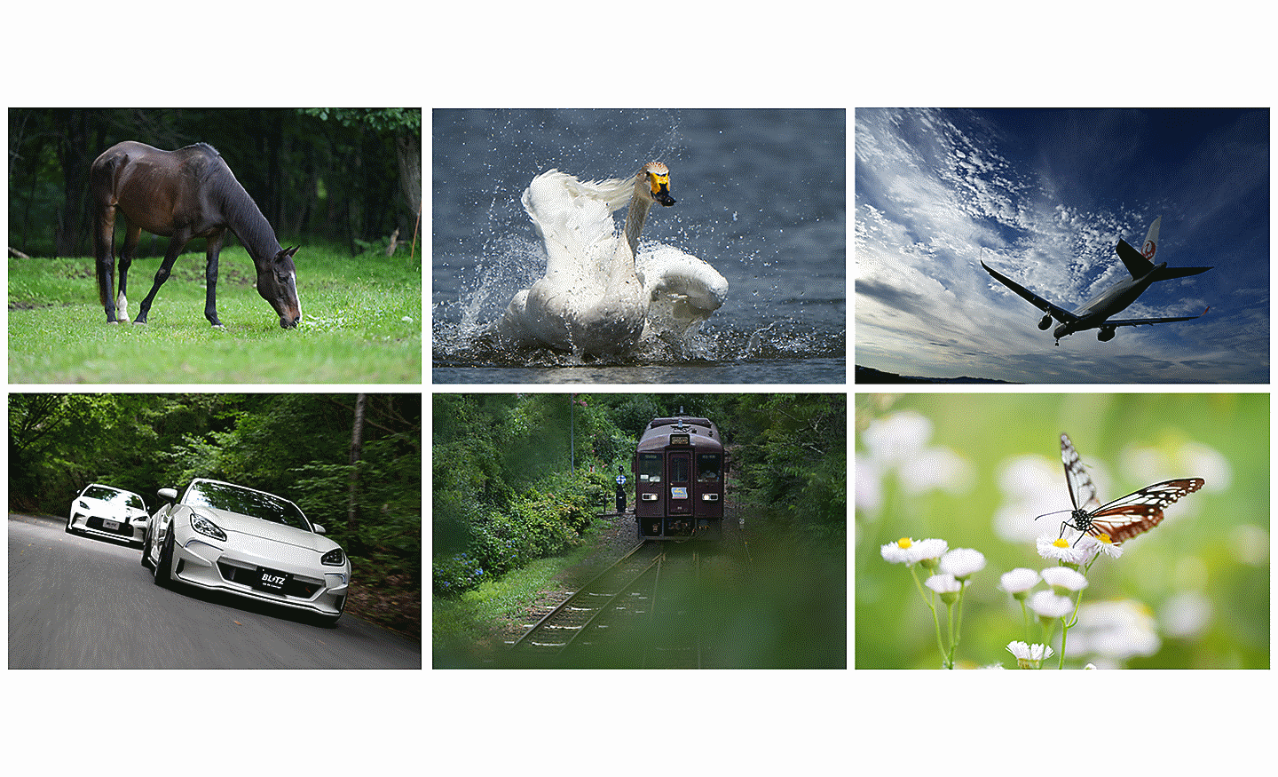 Images of horse, airplane, bird, car, train and butterfly