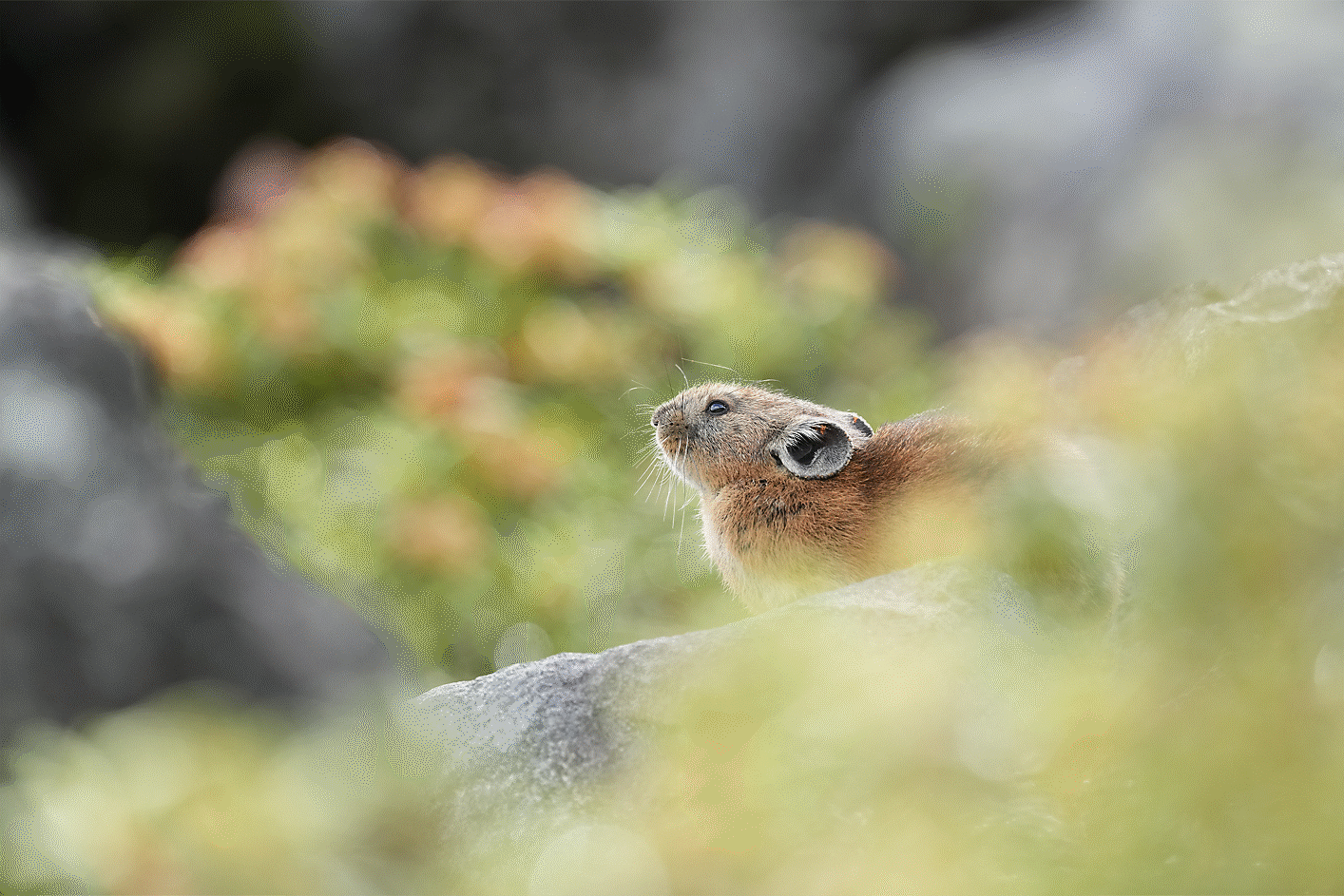Image of a rabbit in focus