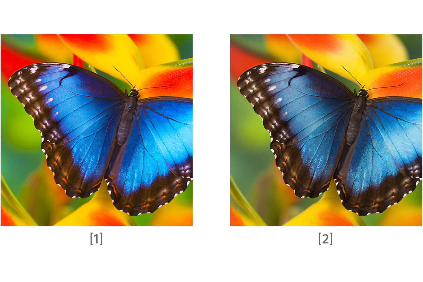 Two images of a butterfly, each showing different colour reproduction
