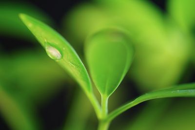 Image of close-up leaf with water droplets in NT (Neutral) mode.