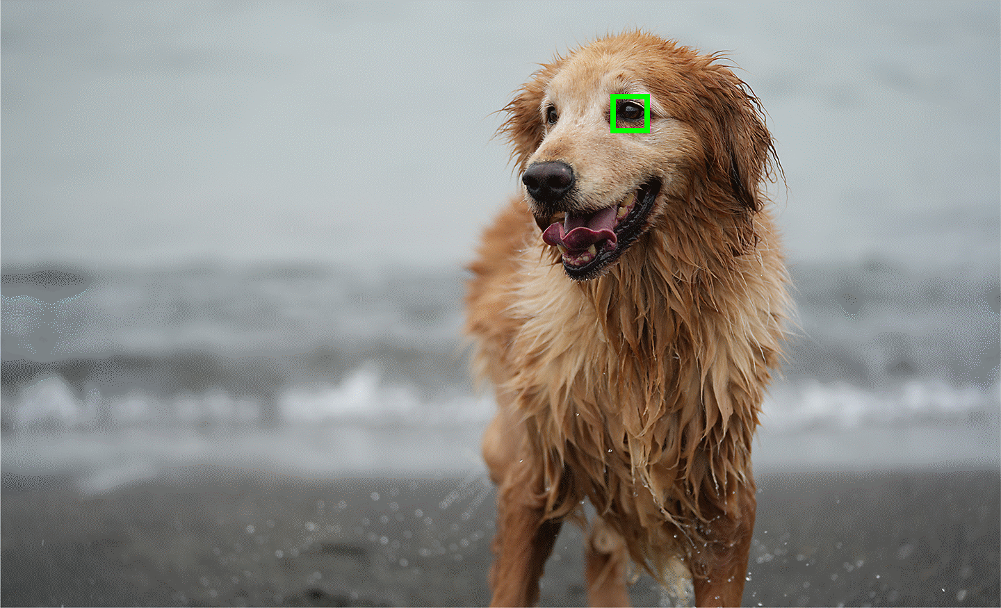 صورة فوتوغرافية توضح استخدام الضبط البؤري التلقائي بالعين في الوقت الحقيقي للحيوانات، مع ضبط البؤرة على عين الكلب الهدف