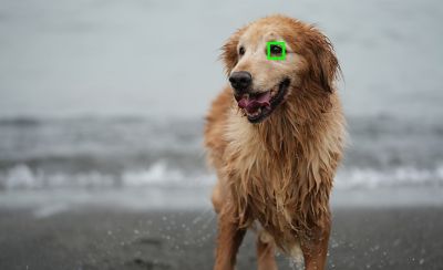 Фотография, на которой показано использование АФ по глазам в реальном времени для животных, с фокусировкой на глазе собаки