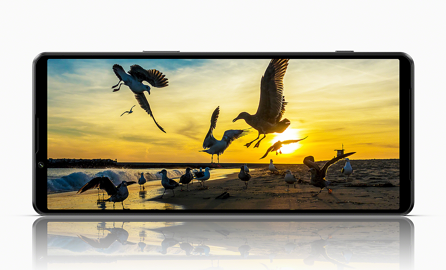 Seagulls on a beach at sunset