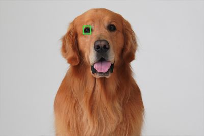 Stunning animal images with Real-time Eye AF for Animals