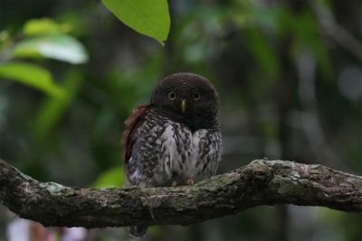 Foto de un pequeño búho posado en una rama