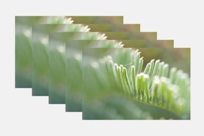 Varias fotos de plantas tomadas con bracketing de EA