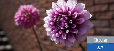 Gorgeous G Master bokeh