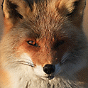 A fox looking forward