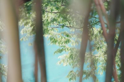 Image of trees in the foreground with bokeh, while the leaves in the background are in focus in IN (Instant) mode.