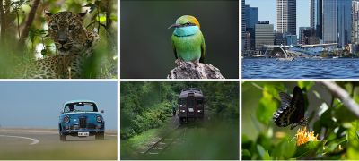Real-time Recognition AF for wider range of subjects