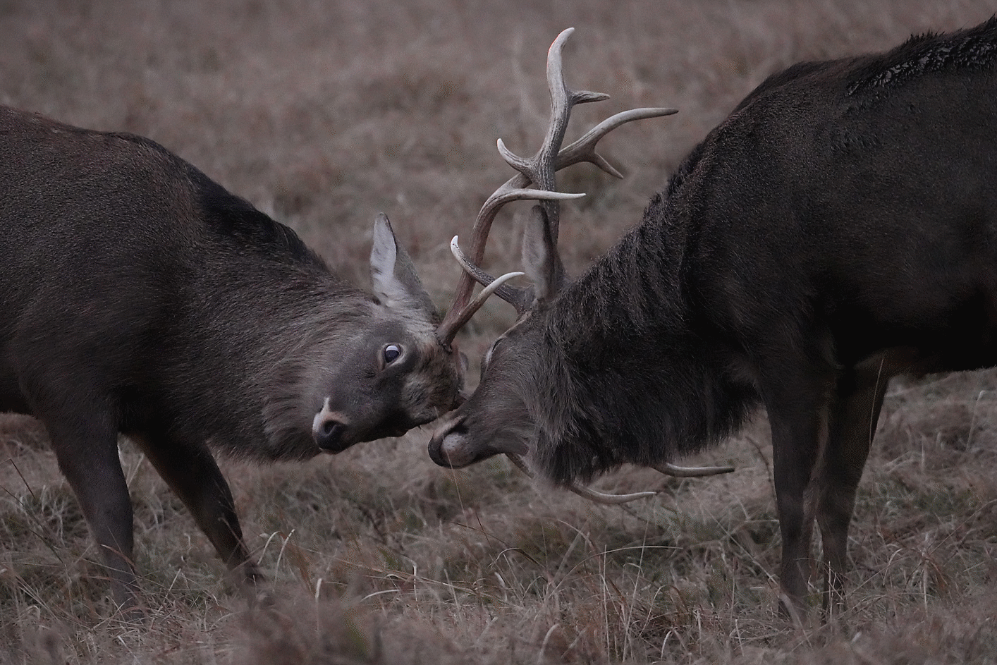 Two deer fighting