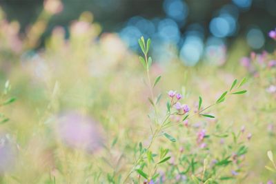 Image of small purple flower in SH (Soft Highkey) mode