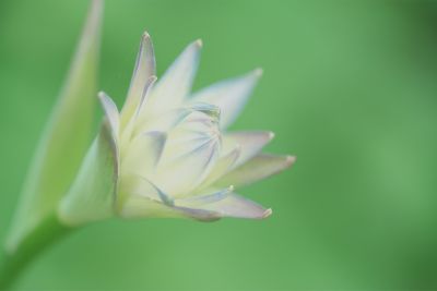 Close-up image of flower bloom in SH (Soft Highkey) mode