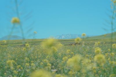 Image of a field of small yellow flowers in SH (Soft Highkey) mode