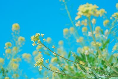 Image of small yellow flower and blue sky in SH (Soft Highkey) mode