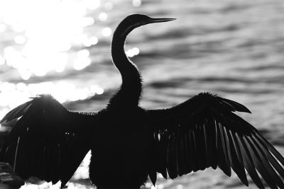 Image of a bird spreading its wings in BW (Black & White) mode.