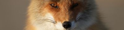 A fox looking forward