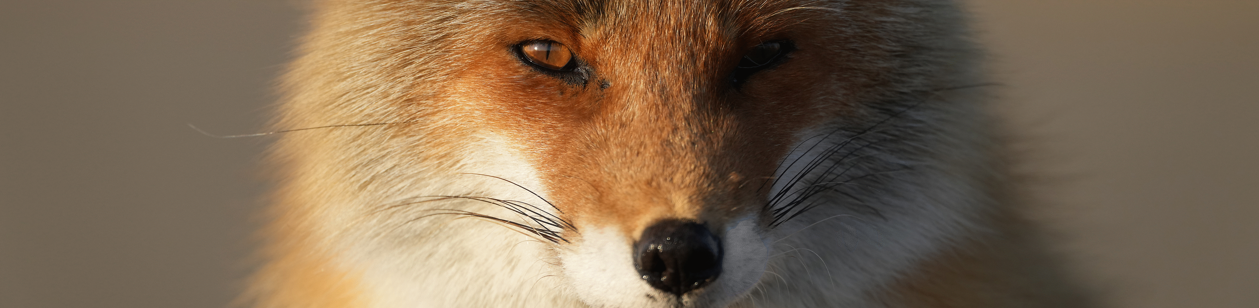 Lisica, ki gleda naprej