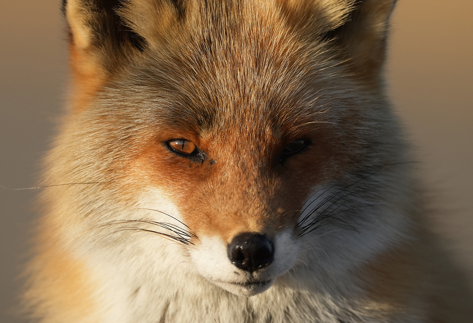 Μια αλεπού που κοιτάζει μπροστά
