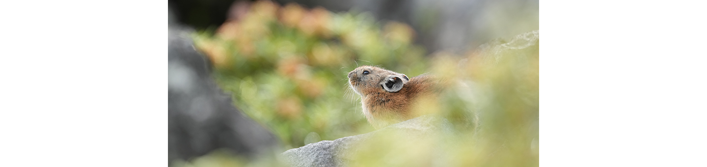 DMF toàn thời gian