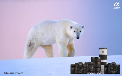 Sony photo equipment on a background by wildlife photographer Melissa Schäfer