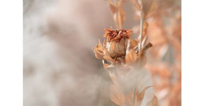 Image of an orange flower in NT (Neutral) mode