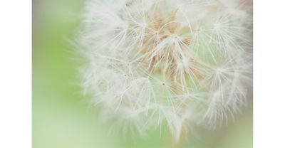 Image of dandelion fluff close-up in SH (Soft Highkey) mode