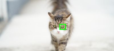 Capture focus with animal eyes, too
