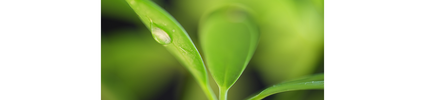 Chụp nhiều ảnh lấy nét khác nhau