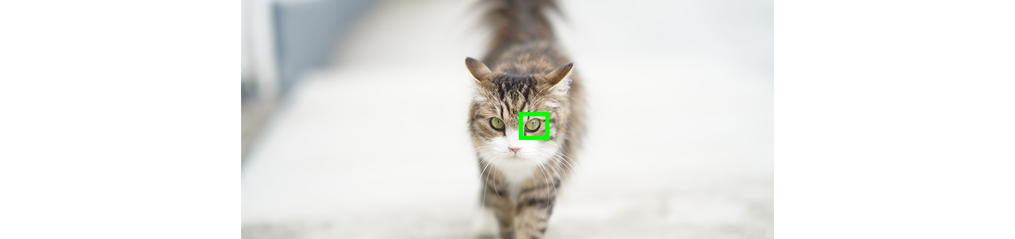 Chụp rõ nét ánh mắt động vật