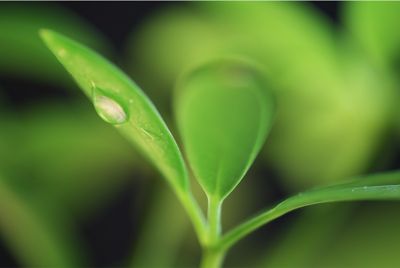 Ảnh chụp macro những chiếc lá