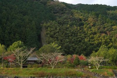 산과 나무