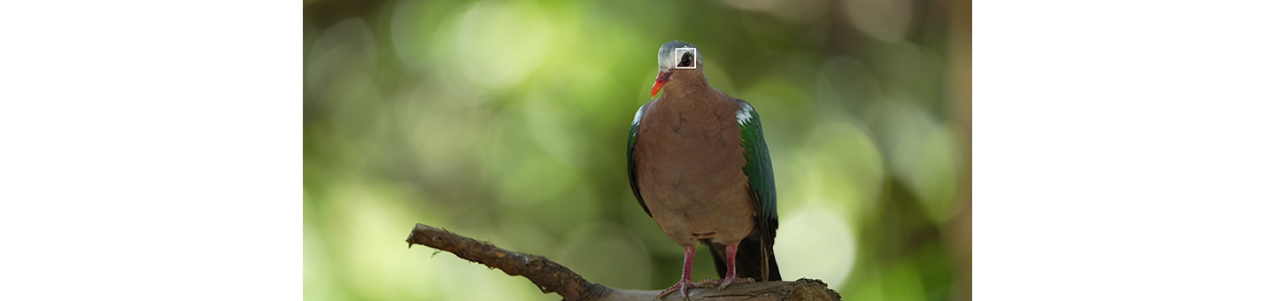 Chế độ Lấy nét tự động theo ánh mắt trong thời gian thực dành cho chim hiện đã được hỗ trợ khi quay phim