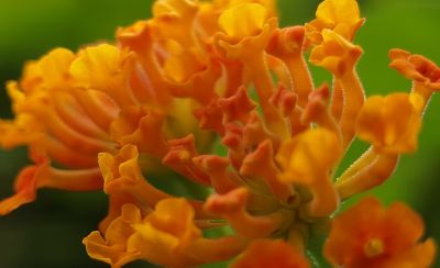 Orangefarbene Blumen