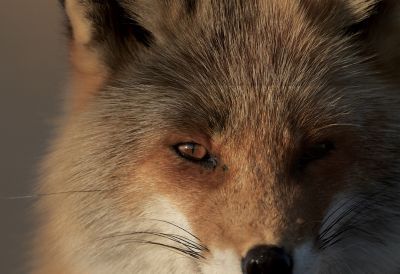 Example image showing close-up facial shot of fox, with eye in focus, and bokeh in foreground and background