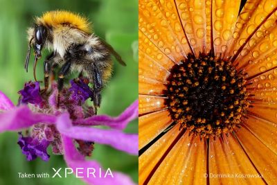 Крупный план пчелы, собирающей пыльцу с цветка, рядом с крупным планом изображения центра оранжевого цветка, сделанного на Xperia.