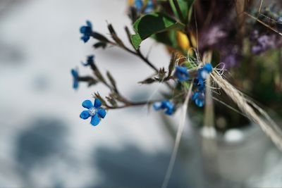 Imagen de ejemplo de un primer plano de una flor con un denso bokeh de fondo