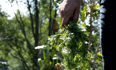 鄉村環境中一隻手拿著一綑香草的近拍照